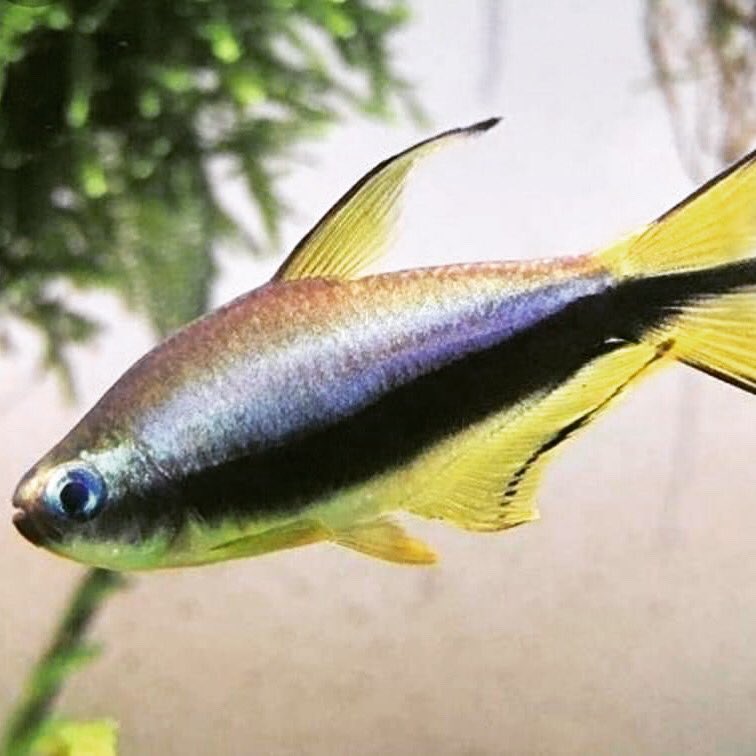 PetFishPlace's tweet photo. Monday's eye-candy: Emperor Tetra

One of the best choices for a planted community tank. #tetra #fish #fishtank #fishkeeping #tropicalfish #aquarium #aquaria https://t.co/F9ofmsXhc7