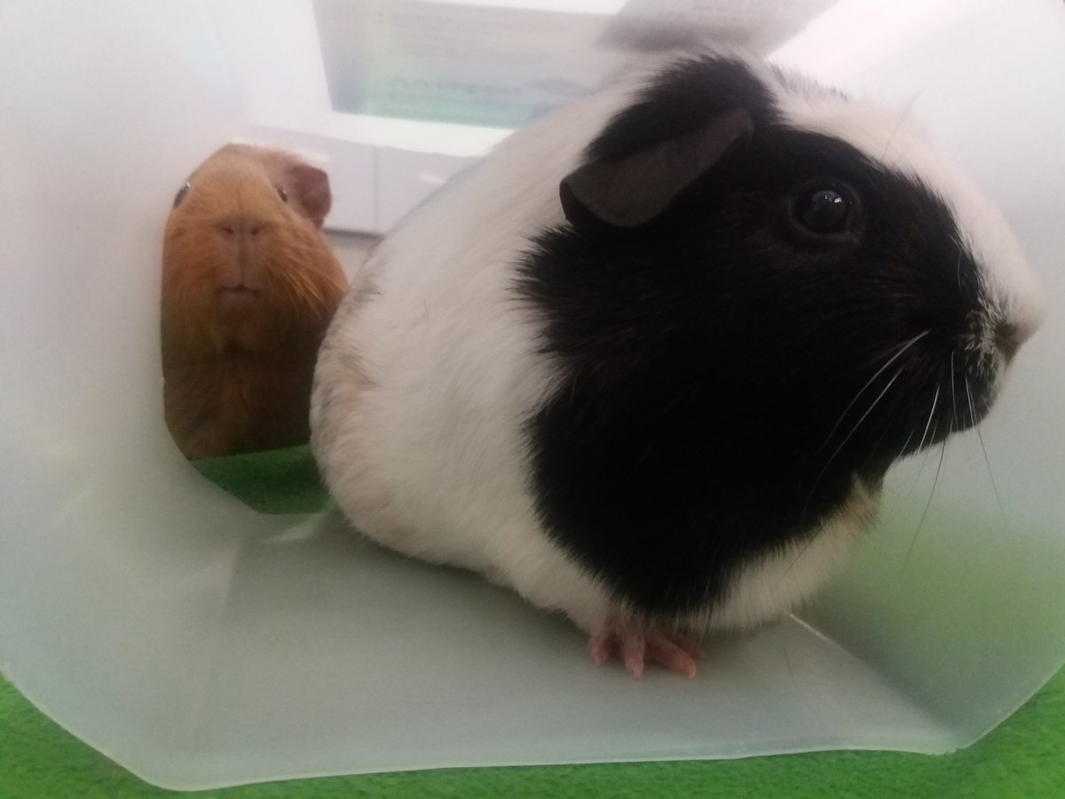 Right, two more piggy pix!So if I'm not irritating the girls by sticking my face in front of them, I'm interrupting their tunnel fun!Here are Oro and Juno! #PigOfTheDay