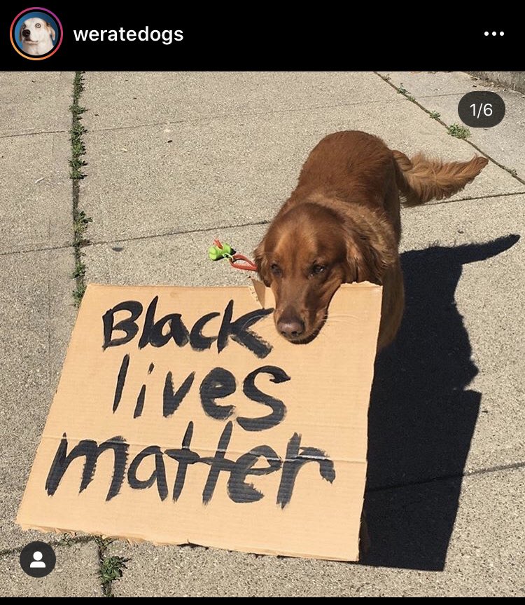 emtheworst's tweet photo. adding the guy who runs @dog_rates to the list of acceptable white men https://t.co/cpC39xywTI