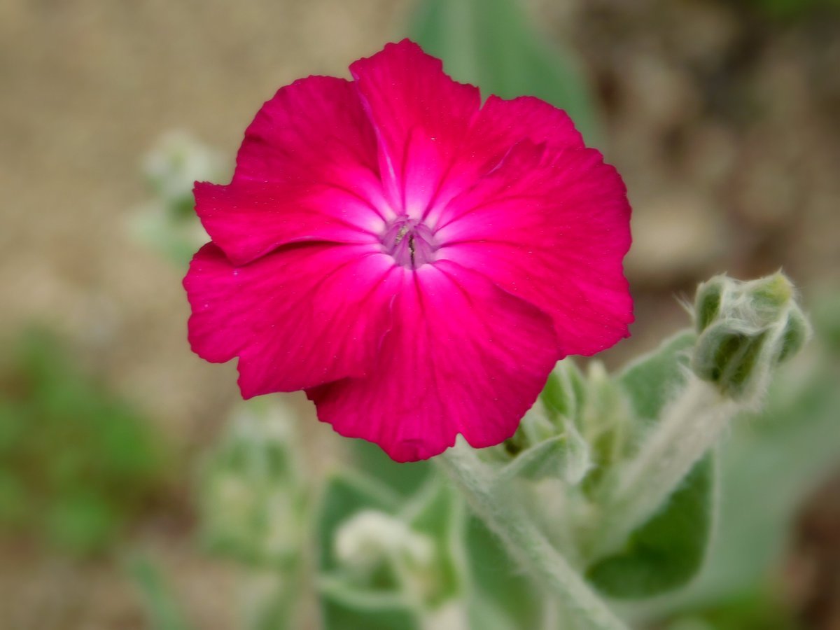 スイセンノウ Twitter Search