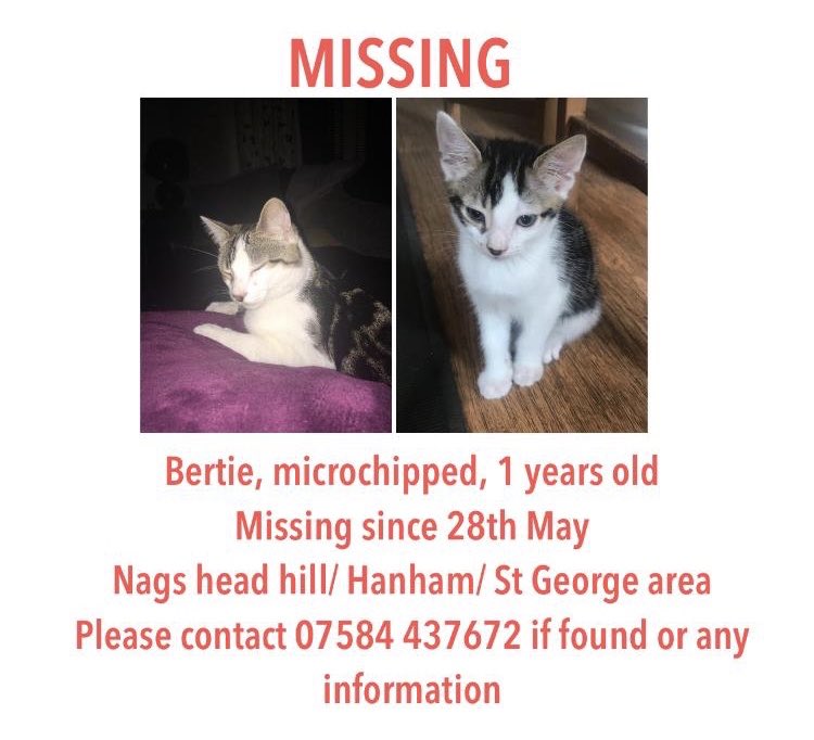 If anyone has seen this little rascal out and about! Please let me know 😭😭 #FindBertie