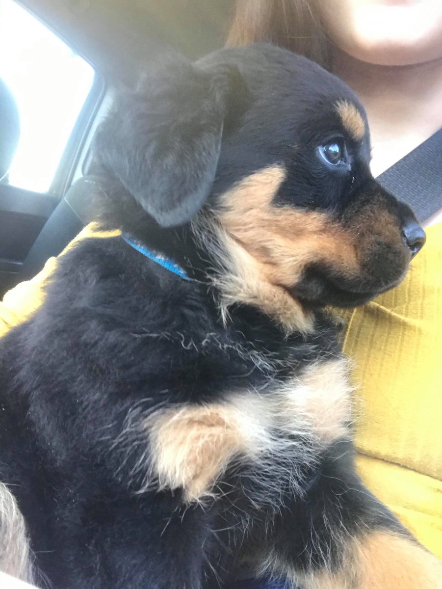 LisaMarieNorthy's tweet photo. Puppy love! New boy Rocco 💙#puppylove https://t.co/A4SCSg25E2