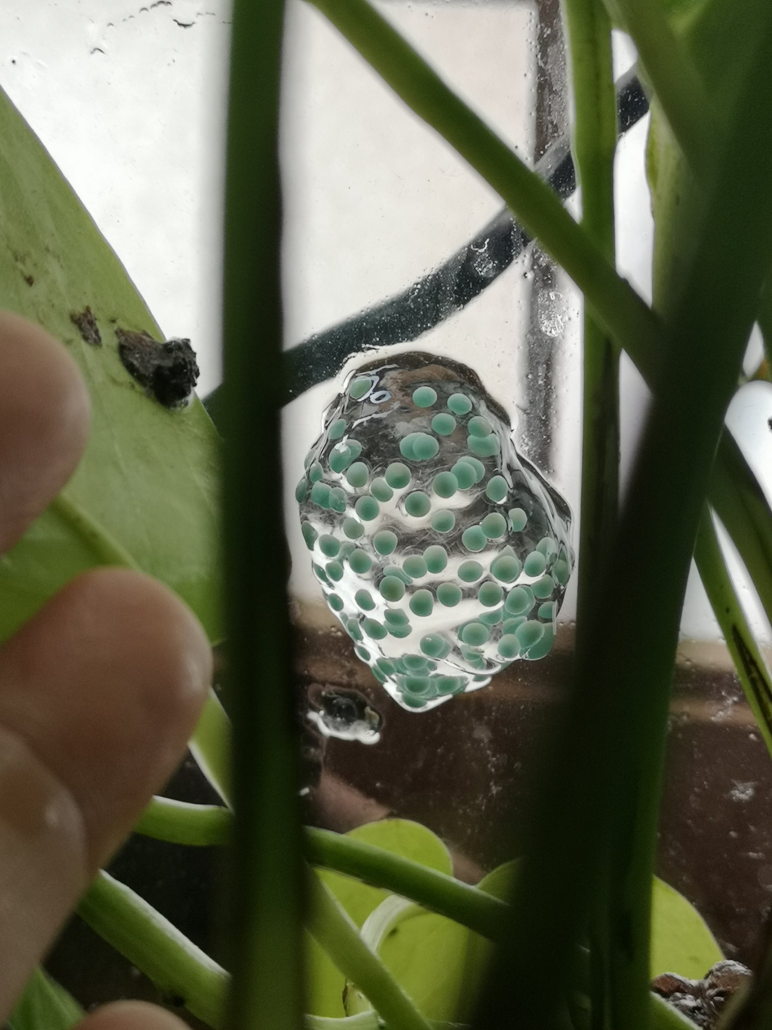 三鷹 非三鷹市民 アカメアマガエル産卵したあああああああああ 目が覚めて遮光カーテン外したら超ビックリ 本格的な雨季を始めてからたった4日目やから 思ってたよりかなり早かった うわああああ嬉しいよおおおお 塊の他にも 三鷹 非三鷹市民 アカメアマガエル産卵したあああああああああ 目が覚めて遮光カーテン外したら超ビックリ 本格的な雨季を始めてからたった4日目やから 思ってたよりかなり早かった うわああああ嬉しいよおおおお 塊の他にも