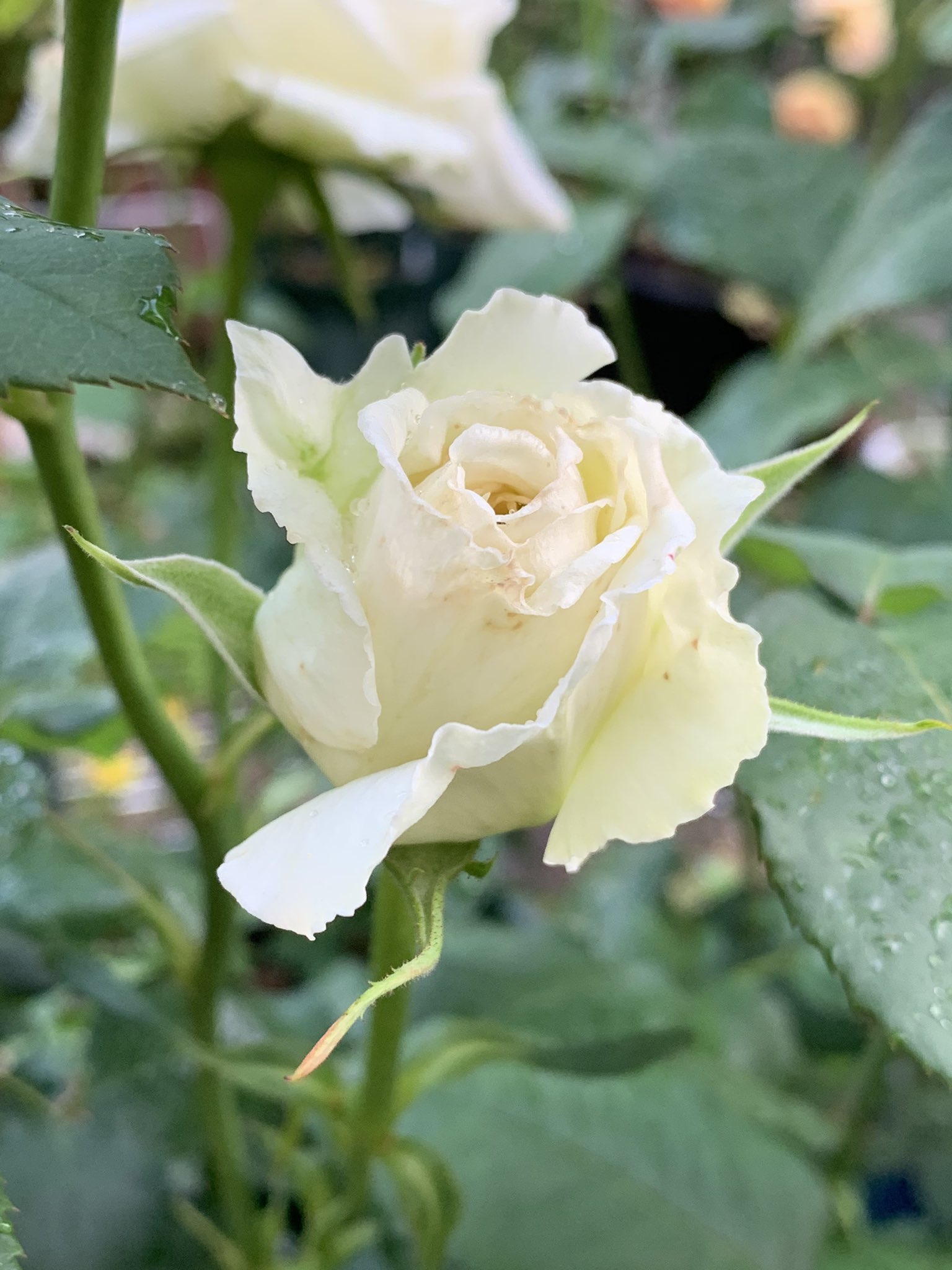 ツキノニワ 月乃庭 お針子中 白バラ ティネケ ようやく開花 ウェディングで花嫁のブーケにも使われる人気の高いバラだそう 古めの品種のようですがとても美しいバラです 切り花品種のため香りの無いバラです 香りが無い分 花持ちは良いかと ツキノニワ 月乃庭 お針子中 白バラ ティネケ ようやく開花 ウェディングで花嫁のブーケにも使われる人気の高いバラだそう 古めの品種のようですがとても美しいバラです 切り花品種のため香りの無いバラです 香りが無い分 花持ちは良いかと