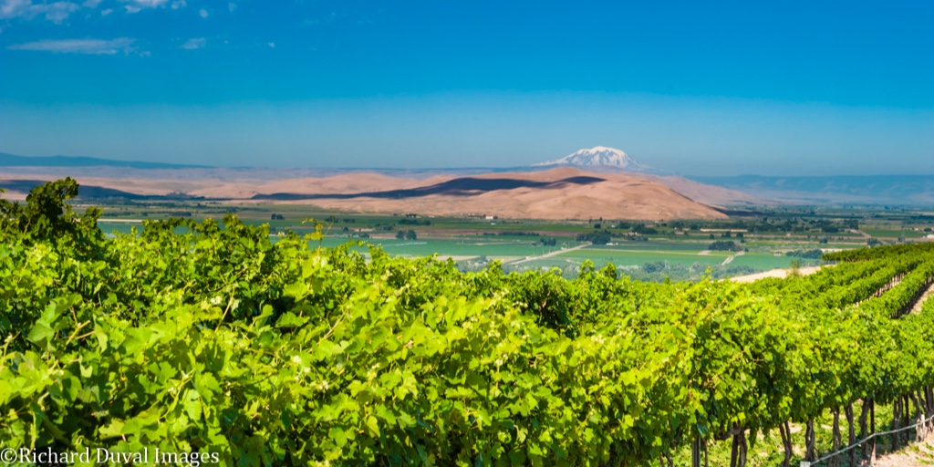 Sun in a Shadow: Yakima Valley has been cultivating wine grapes, as well as  apples, cherries, pears, &amp; apricots. Such bounty reflects a remarkable climate. Snowcapped volcanoes  (Cascade Mtns), influence the weather. A phenomenon called a “rain shadow.” 📸 Richard Duval images