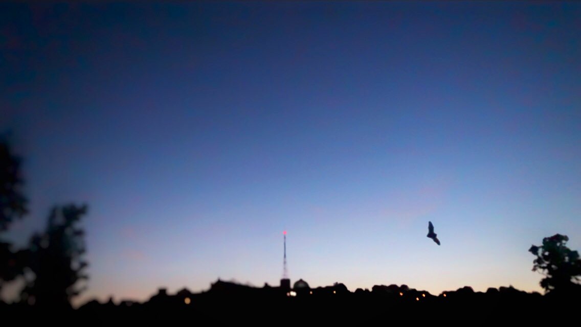 Beautiful evening for watching bats at Alexandra Park <a href="/Yourallypally/">Alexandra Palace</a> <a href="/FriendsAllyPark/">Alexandra Park</a>