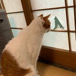 このやぶれた障子の穴は？？猫用の窓になりましたw