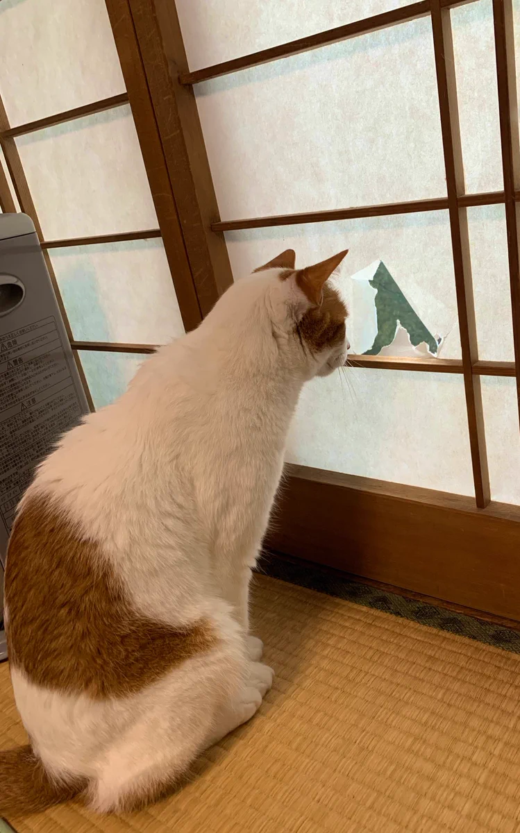 このやぶれた障子の穴は？？猫用の窓になりましたｗｗ