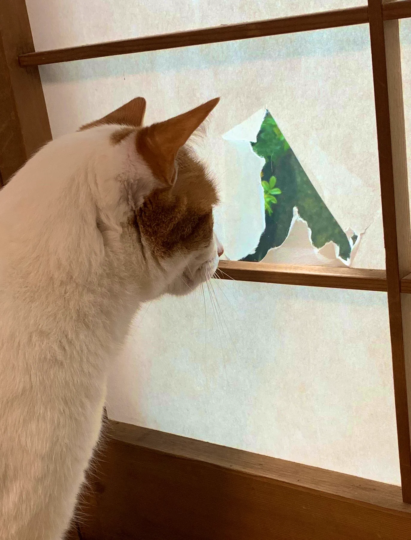 このやぶれた障子の穴は？？猫用の窓になりましたｗｗ