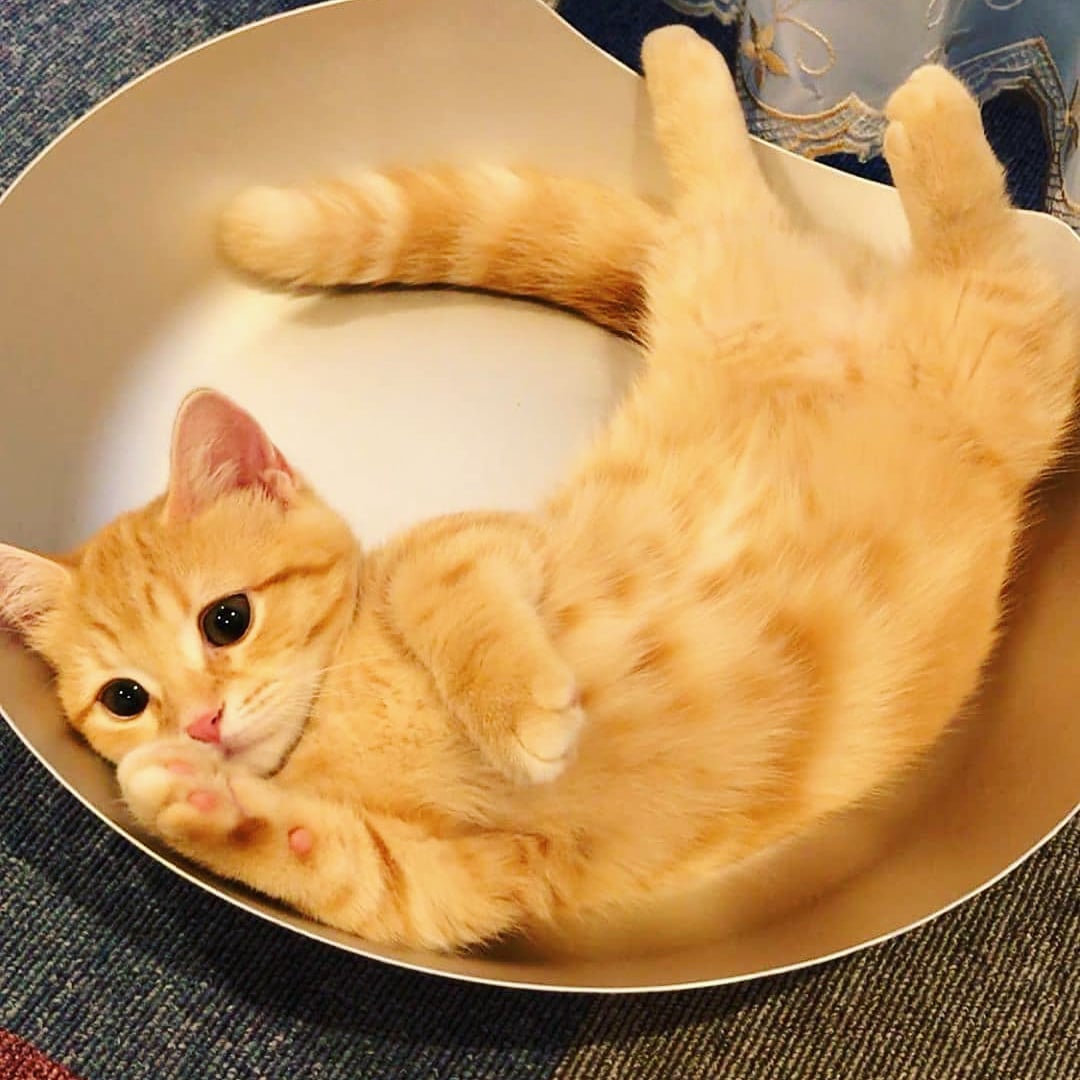 Where is my breakfast? 

follow:<a href="/SweetyKitttyy/">Sweety Kitttyy</a> 
.
.
#cat #cats #catlife #catlover #Caturday #catsofinstagram