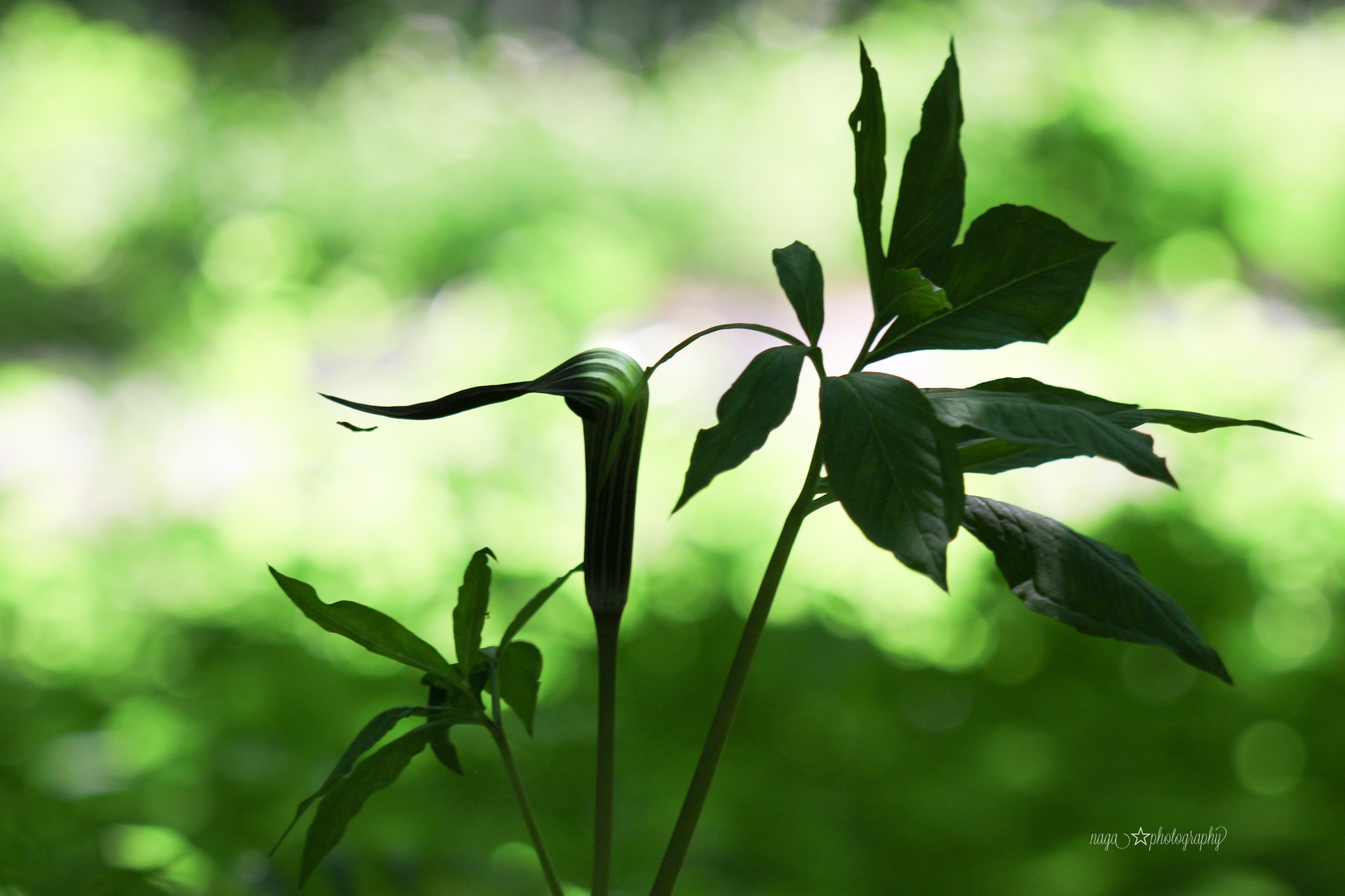 Naga Jack In The Pulpit マムシグサ 名前の由来もマムシ から 環境下で性転換をする 有毒植物 花言葉 壮大な美 Photography 赤城自然園 T Co Ary6oi2p3x Twitter