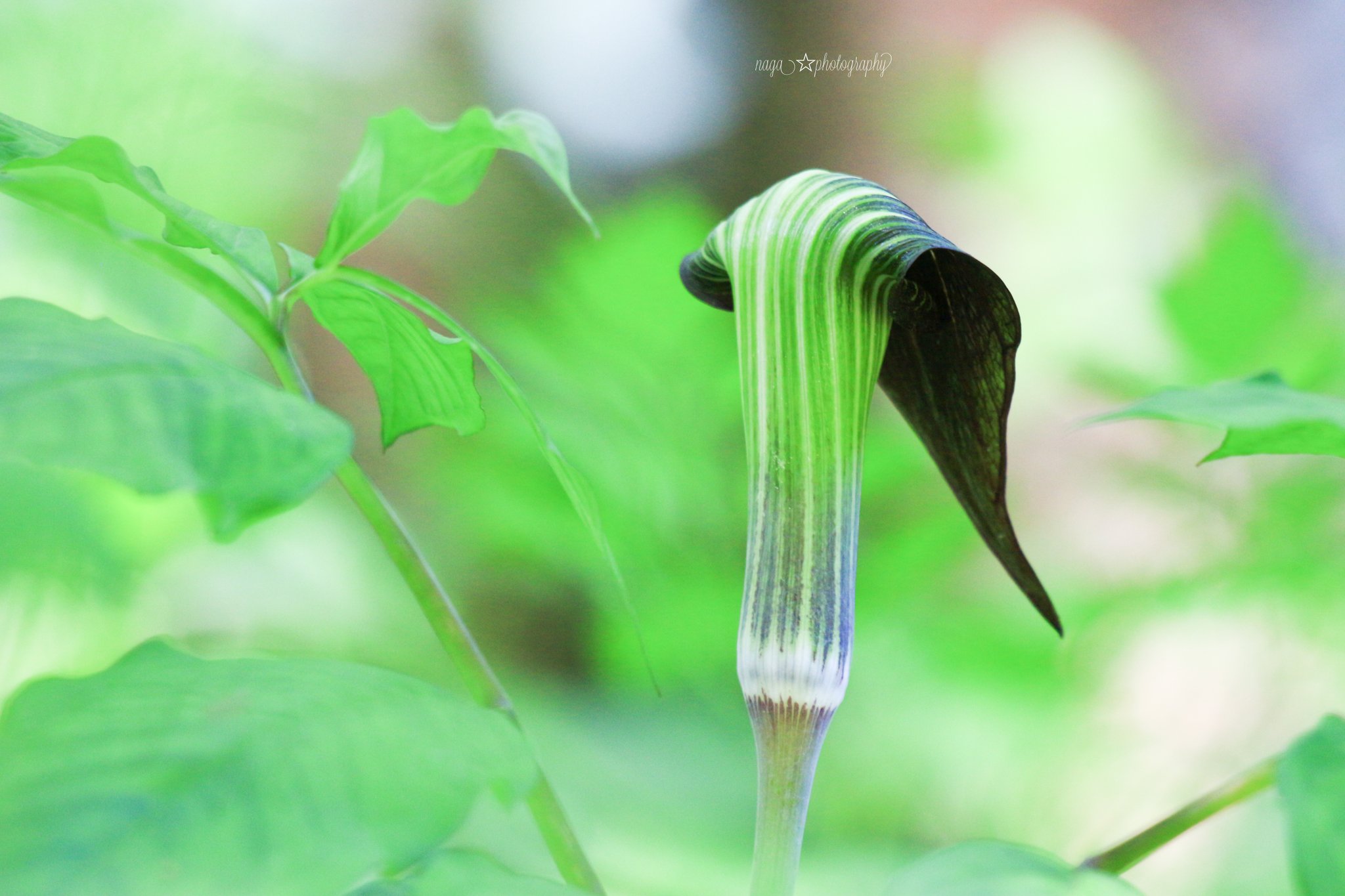 Naga Jack In The Pulpit マムシグサ 名前の由来もマムシ から 環境下で性転換をする 有毒植物 花言葉 壮大な美 Photography 赤城自然園 T Co Ary6oi2p3x Twitter