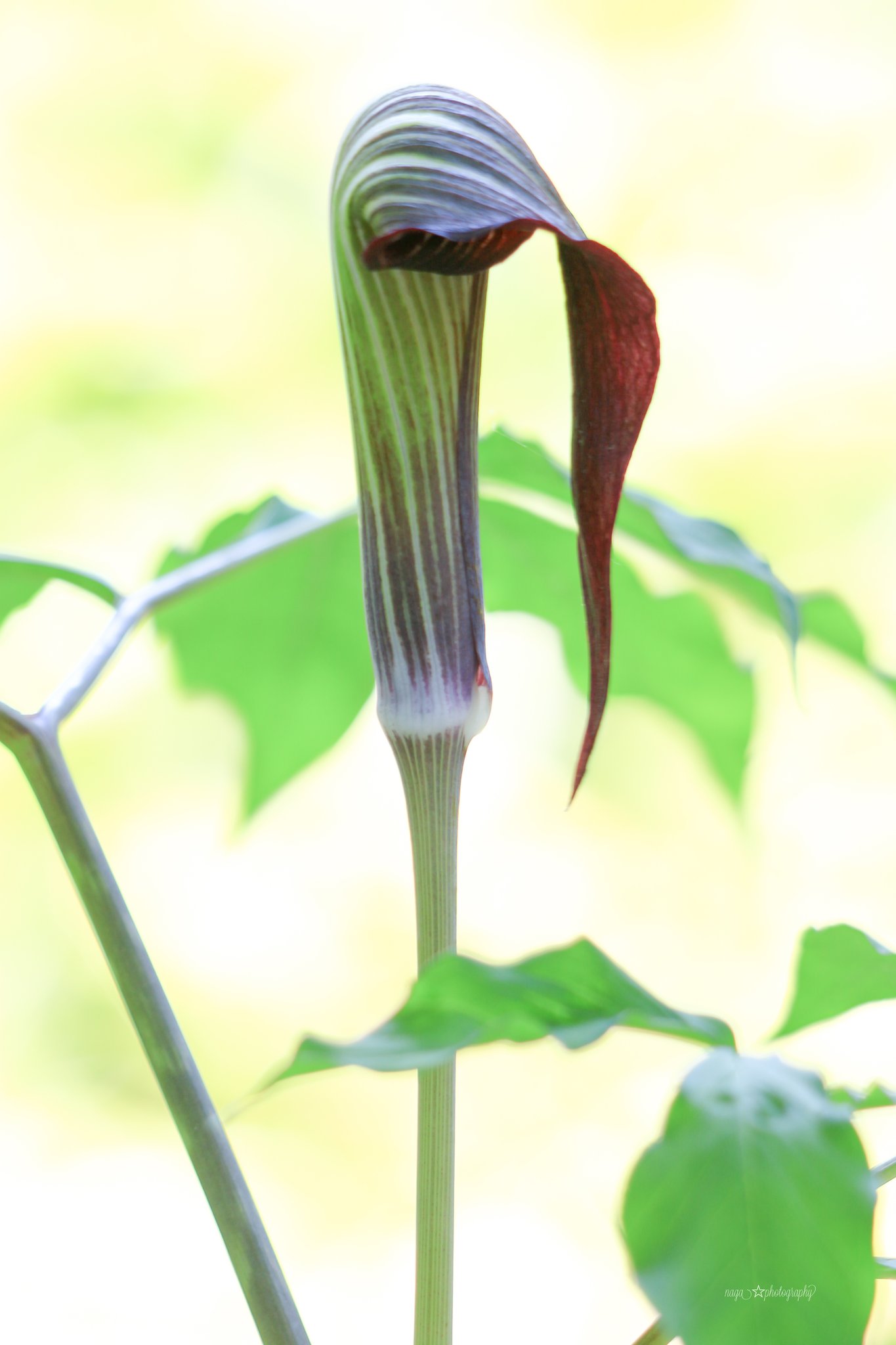Naga Jack In The Pulpit マムシグサ 名前の由来もマムシ から 環境下で性転換をする 有毒植物 花言葉 壮大な美 Photography 赤城自然園 T Co Ary6oi2p3x Twitter