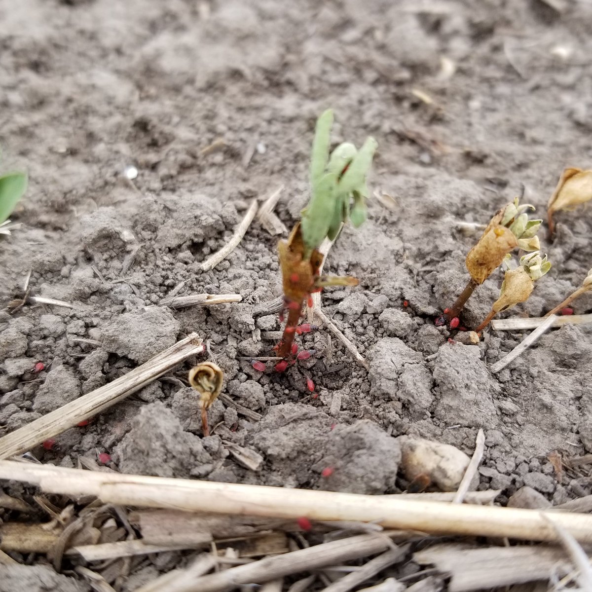 With crops coming up, have a look for Peritrechus convivus nymphs seen here on #flax seedlings, and please message me if you find any.