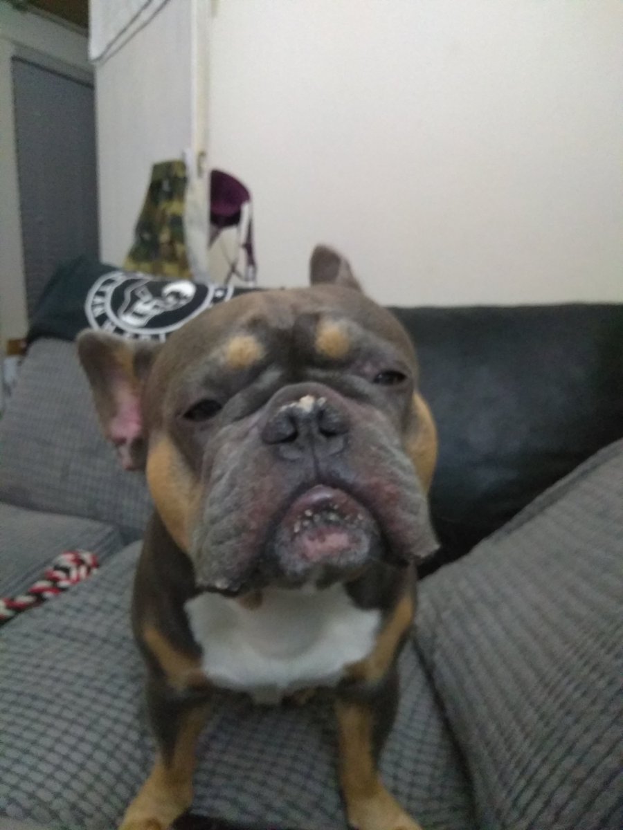 My dinner on my nose looking to wipe on mummy's couch🤪