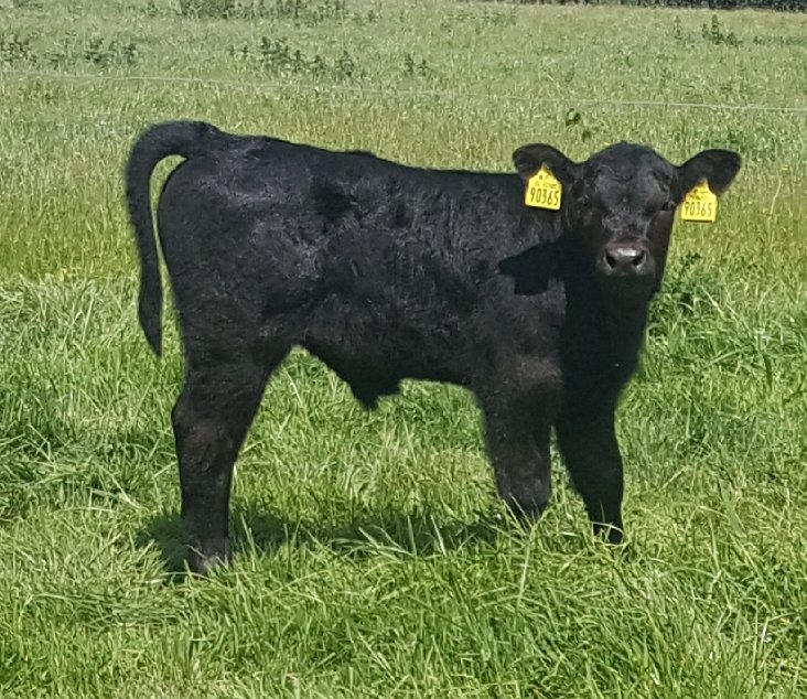 Lavally Prince son <a href="/doveagenetics/">Dovea Genetics</a> 👍🏻