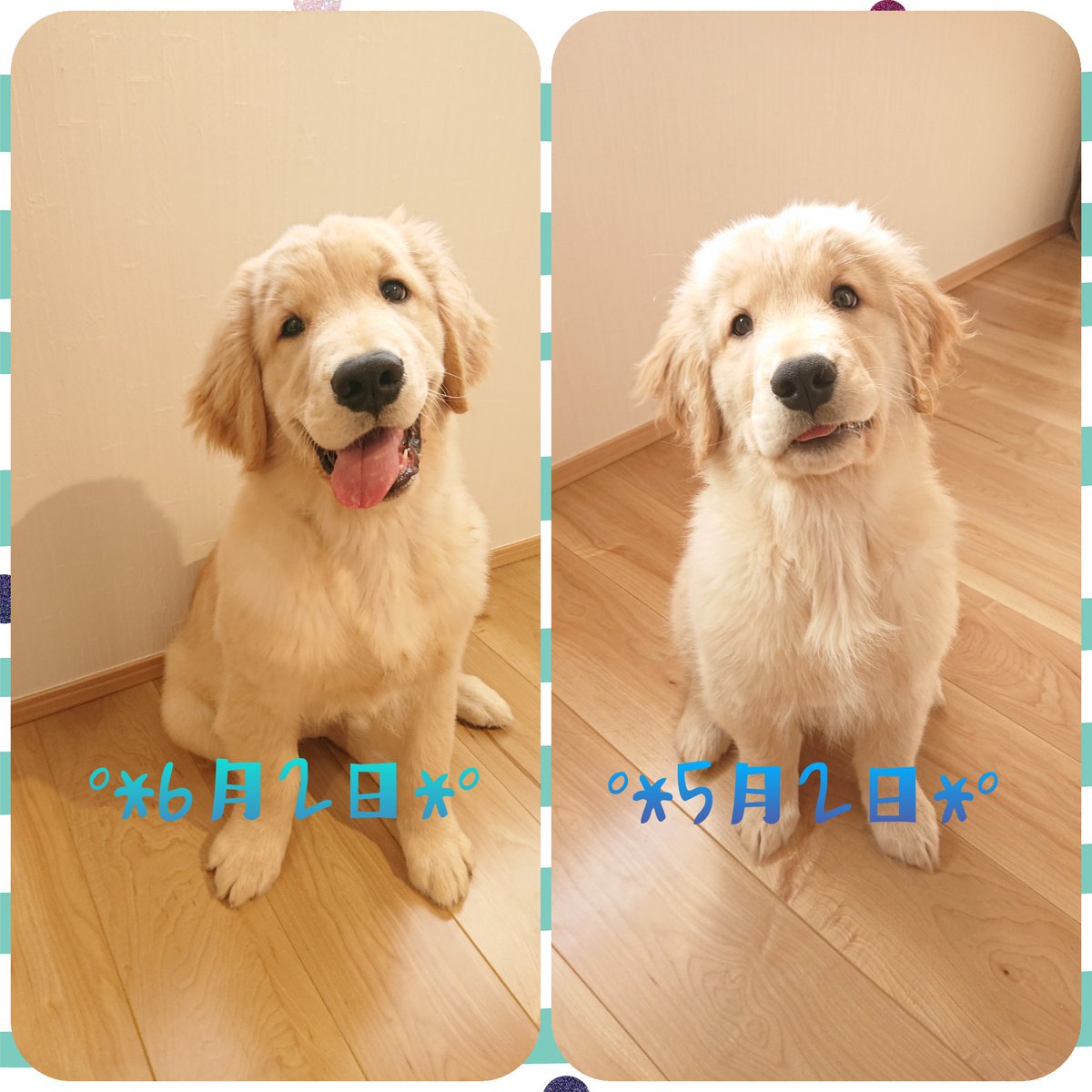 Teo 今日で4ヶ月になりました 体重15 5kg お散歩デビューしたり 車が大好きになったり 階段昇り降りできるようになったり 甘噛みも減ったり バーンできるようになったり 激動の1ヶ月でした ゴールデンレトリバー T Co