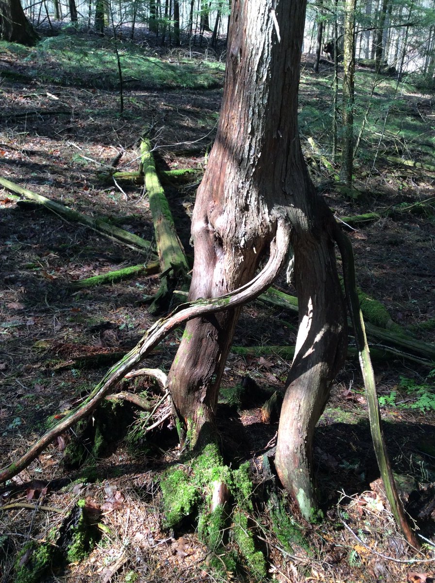 OutdoorEdKPR's tweet photo. Roots are very important structural parts of plants and they can look supercool too! #calendarofdiscoveries @kprschools #KPRLearningatHome https://t.co/V2PJAg3G7V