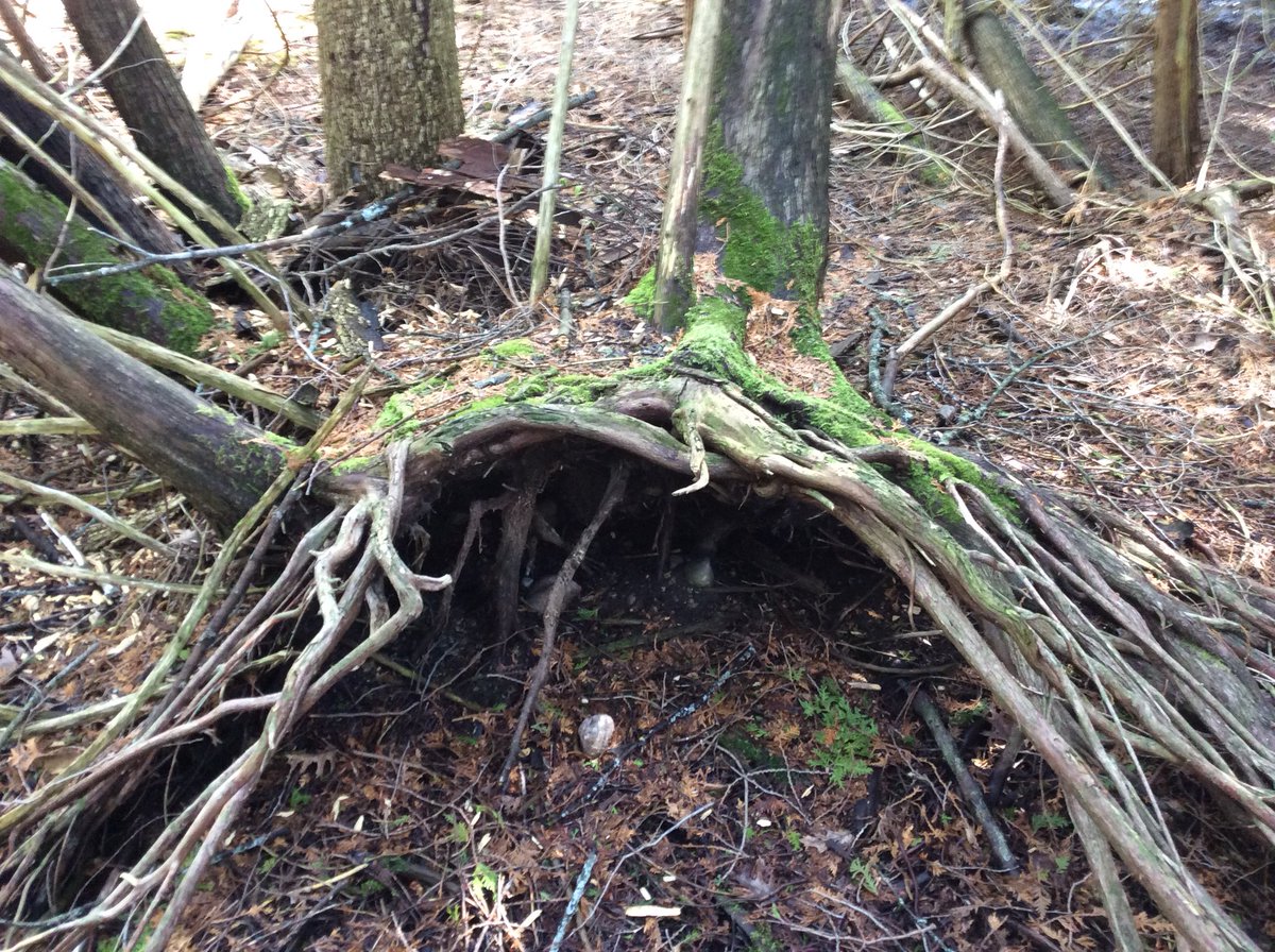 OutdoorEdKPR's tweet photo. Roots are very important structural parts of plants and they can look supercool too! #calendarofdiscoveries @kprschools #KPRLearningatHome https://t.co/V2PJAg3G7V