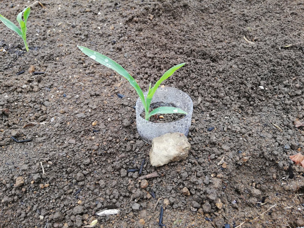 Shino40 ブログ頑張りオヤジ 本日のとうもろこし 昨日雨が降ったので水やりのせずに観察 ネキリムシ対策で ペットボトルを被せました 家庭菜園 自由研究 野菜育てる とうもろこし 家庭菜園初心者 子供との過ごし方