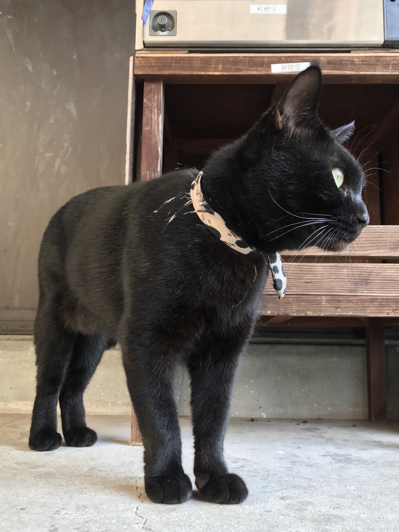 Amazon | [ZOOKISS] 財布 黒猫 ねこ 猫柄 アニメ メンズ 長財布