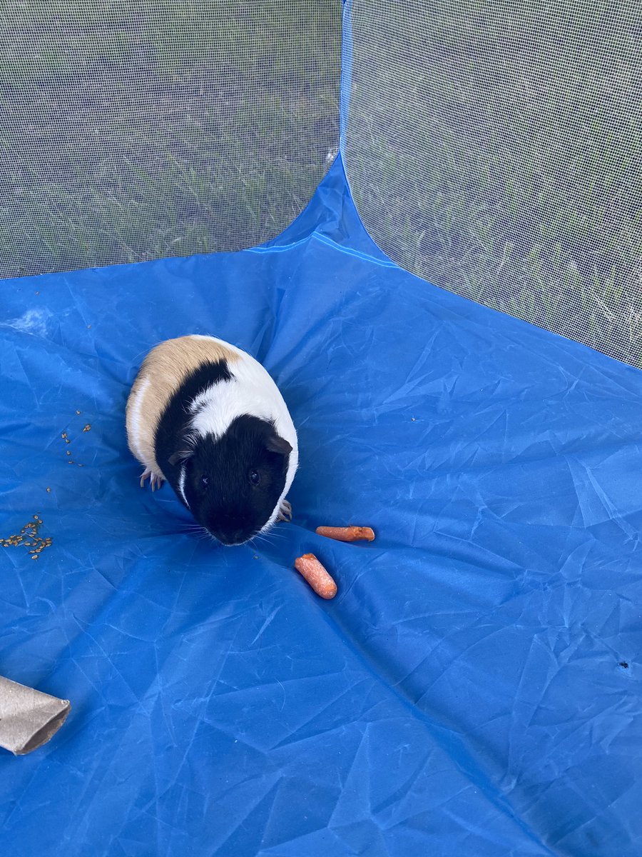 ACES_Peanut's tweet photo. Chillinβ with my friend Smokey. I like him way more than he likes me. @talesfrom205 @AmeliaElem #classpet #ACESPowerUp #guineapig #2ndgrade https://t.co/ep940VqEhy