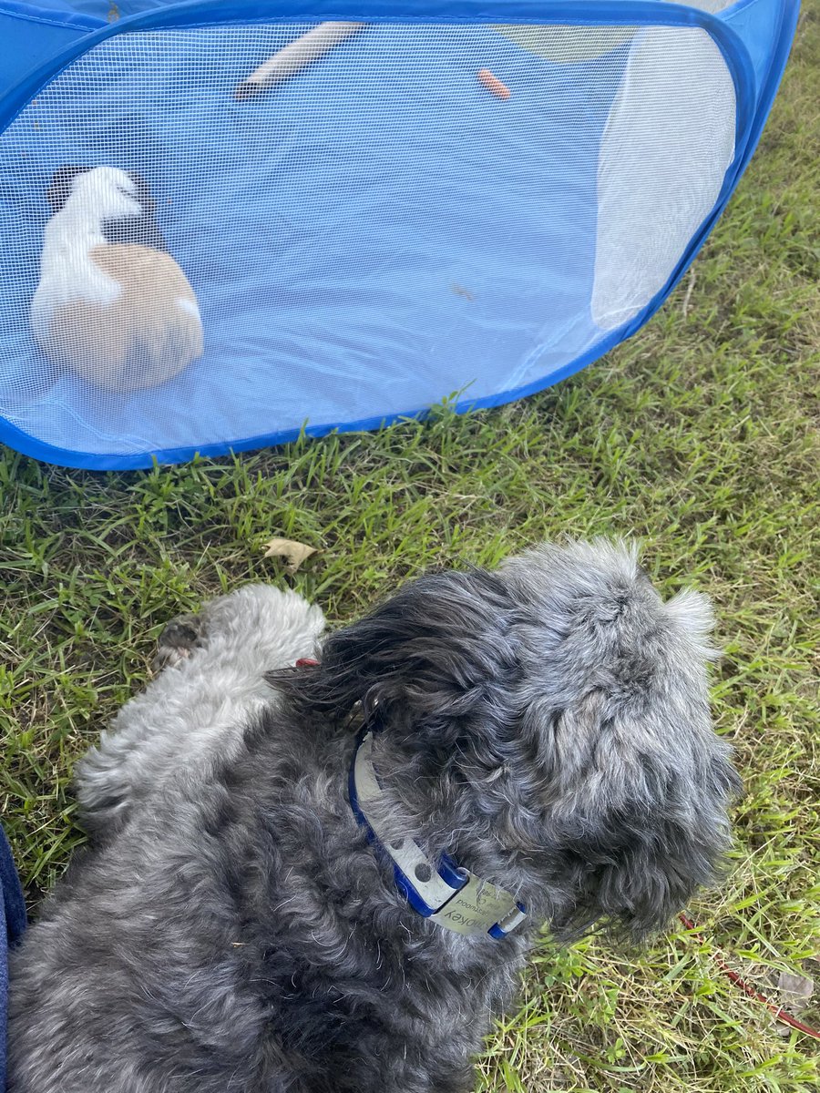 ACES_Peanut's tweet photo. Chillinβ with my friend Smokey. I like him way more than he likes me. @talesfrom205 @AmeliaElem #classpet #ACESPowerUp #guineapig #2ndgrade https://t.co/ep940VqEhy