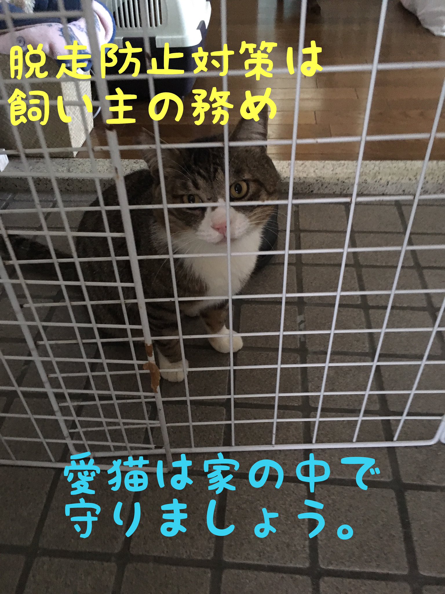猫ともクラブ In富田林市 On Twitter 猫を飼う難しさは脱走防止だと思います 開いてたら出ていきます 頭ひとつ出たらもう捕まえられません 猫を飼うには脱走防止対策をしないとなりません 過酷な外にいた猫を保護しております 譲渡は家の中で飼育することが絶対