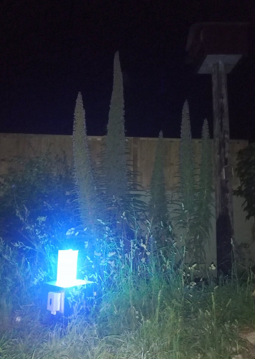 thisismud's tweet photo. First night for moth trap. Set up next to echium. Thank you for the exceedingly nature geek present @BiodiversityBaz - you know me so well! Woah, wait, is that an #elephanthawk #moth fluttering overhead already!?! https://t.co/PrCwk7SubQ