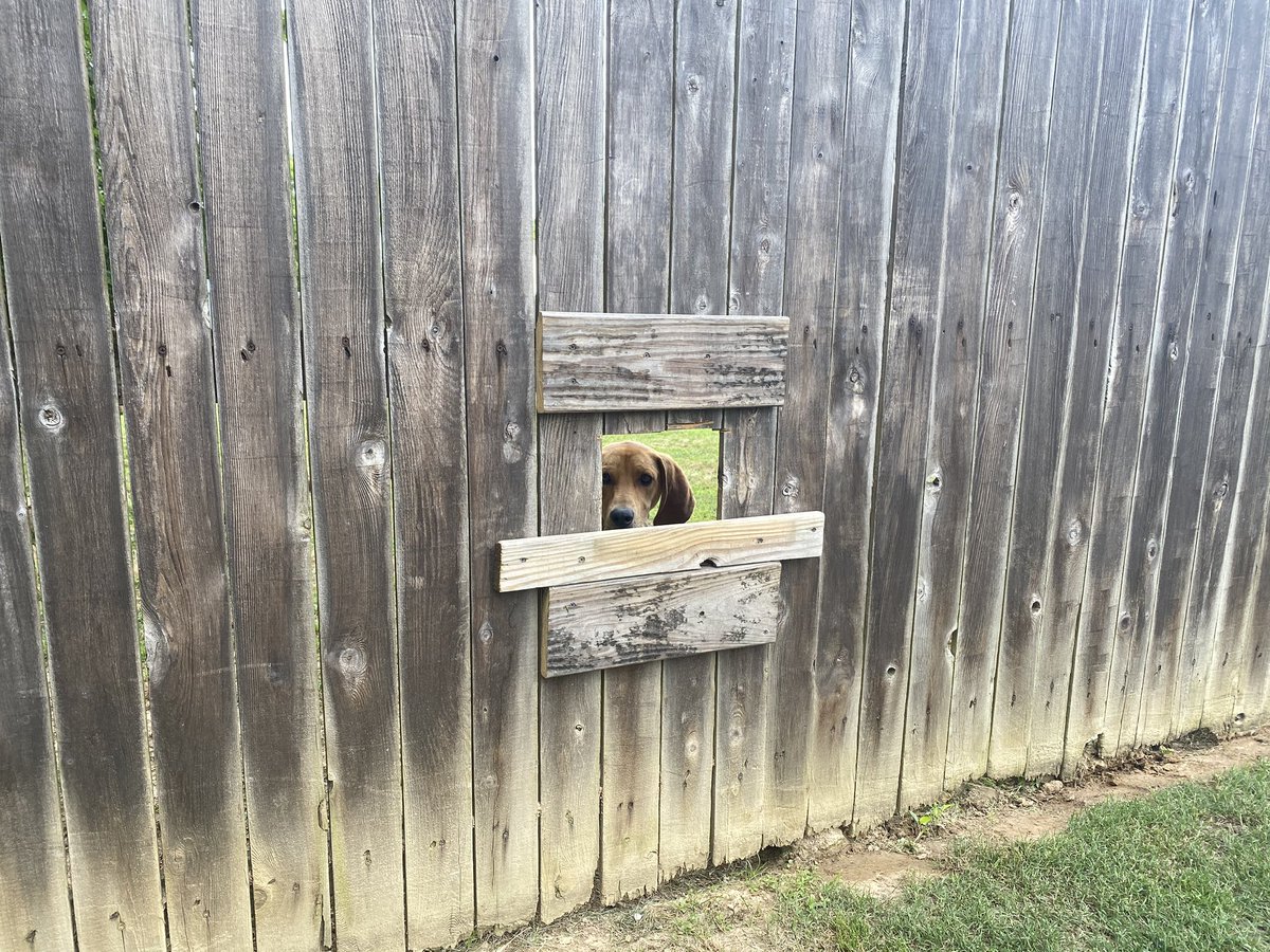 DopplerDaxWx's tweet photo. My parents love the dog next door so much they asked the neighbors if they could cut a hole in the fence so they could pet him. 

This was the result. 

His name is Hooper 🐶😂 https://t.co/i8FFTgrszI