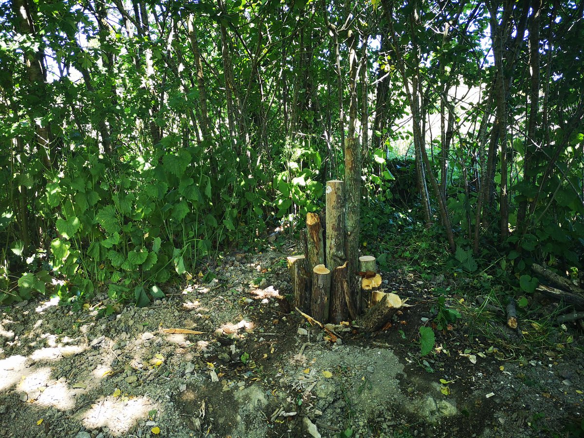 DiddleandDaydor's tweet photo. @RobGMacfarlane @RobGMacfarlane #30DaysWild We started early and built a stag beetle pyramid as we couldn't find any stag beetles in our common, we did find hundreds of caterpillars though 🐛🐛🐛🐛 https://t.co/MLiYBoHowr