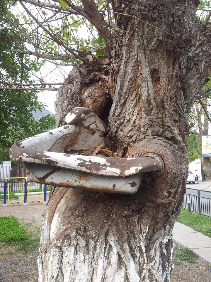 RedArbolUrbano's tweet photo. Inicia Junio... y el 28 es el día del árbol!
Contamos con 245 fotos que dicen que:
Sin políticas públicas que protejan nuestros árboles urbanos no tenemos nada que celebrar
Manda tu foto y protesta con nosotros en tw el 28!
https://t.co/Jm2bmQMIkl
cc @MinagriCL @MMAChile https://t.co/QbHUX4R90n