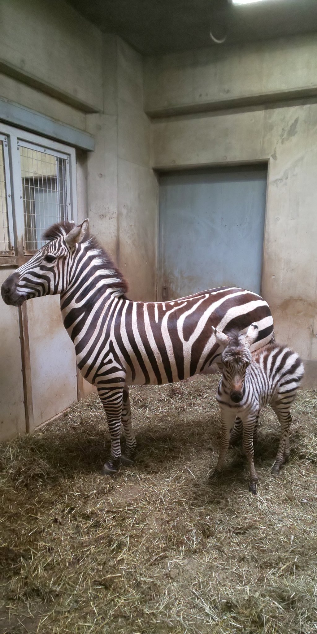 シマウマのいる動物園は 飼育展示動物園とシマウマ情報まとめ アリエスコム Ariescom
