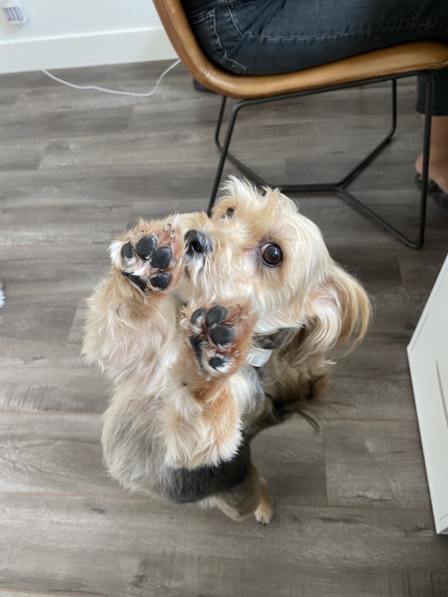 andrewbermudez's tweet photo. @jcazana @natalie_CRE10X This is Riley right now.. Bugging me to take her out. #CREDogs #CRE https://t.co/IVendmjFY5