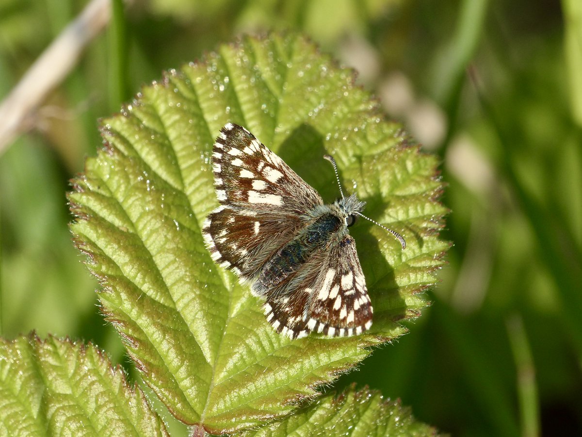 ButterflyDan's tweet photo. If you are interested in the ecology and conservation of the Grizzled Skipper you may wish to watch this film:

https://t.co/aRMJd4ytyg https://t.co/9GVu2gLvP2