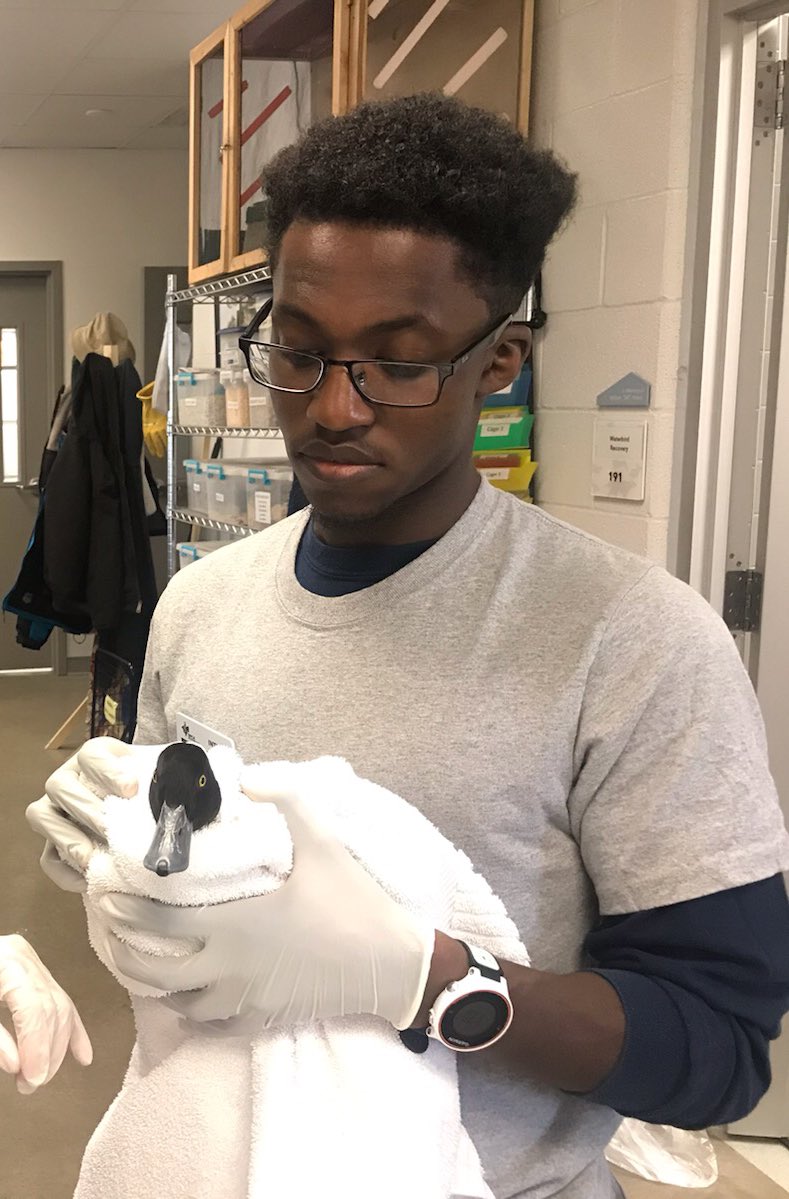 This lil guy right here is a greater scuap I was helping to rehabilitate during my internship. My facial expression may not show it, but I was feeling nothing but joy being able to work closely with wildlife #BlackBirdersWeek #PostABird