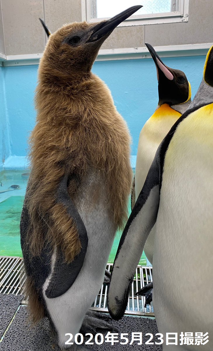 海鳥 携帯ストラップ 皇帝ペンギン 直立ポーズ 可愛いアイドル 水族館ストラップ アクセサリー 根付 トップ
