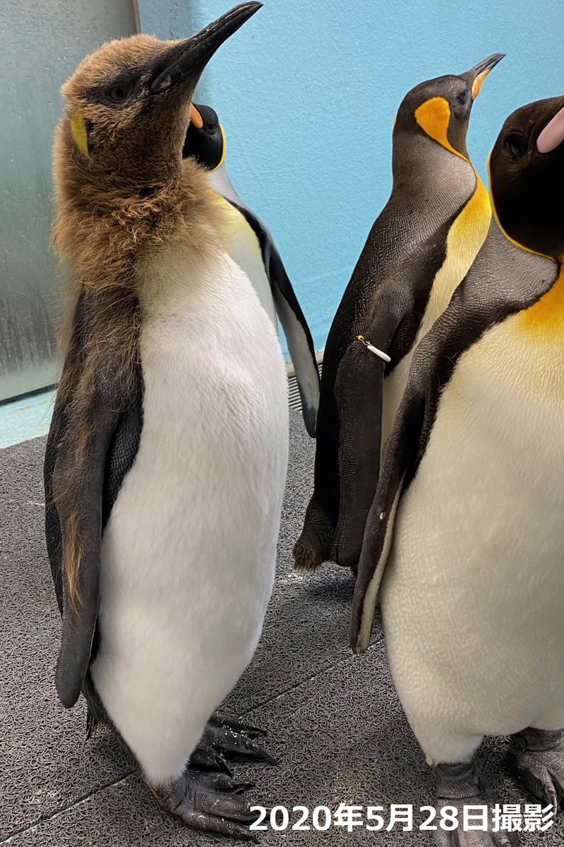 海鳥 携帯ストラップ 皇帝ペンギン 直立ポーズ 可愛いアイドル 水族館ストラップ アクセサリー 根付 トップ