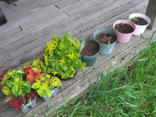 sharkbytes's tweet image. I guess I haven't given up gardening. #sedum #coleus #flowers myqualityday.blogspot.com/2020/06/cheate…