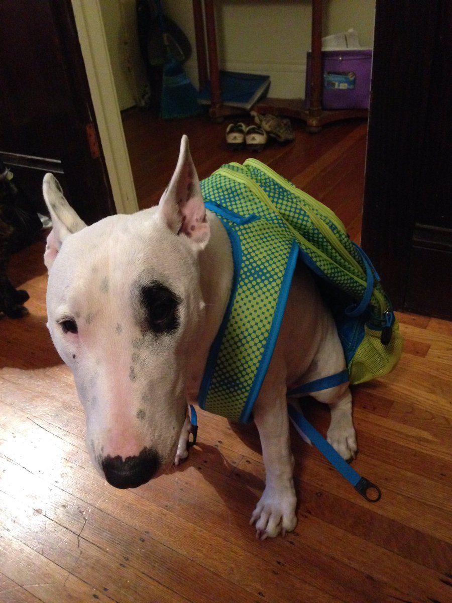 BehemothDog's tweet photo. 8 pm curfew in Alameda County (Oakland, Berkeley, Hayward, Fremont, Dublin...). Cops wanna be the only gang on the street. If someone* you know needs PRO BONO legal help anywhere in the Bay Area, DM me. I’m just an odd-looking Twitter dog, but I know a guy 😉.

(*no Proud Boys) https://t.co/9vcto15KmR