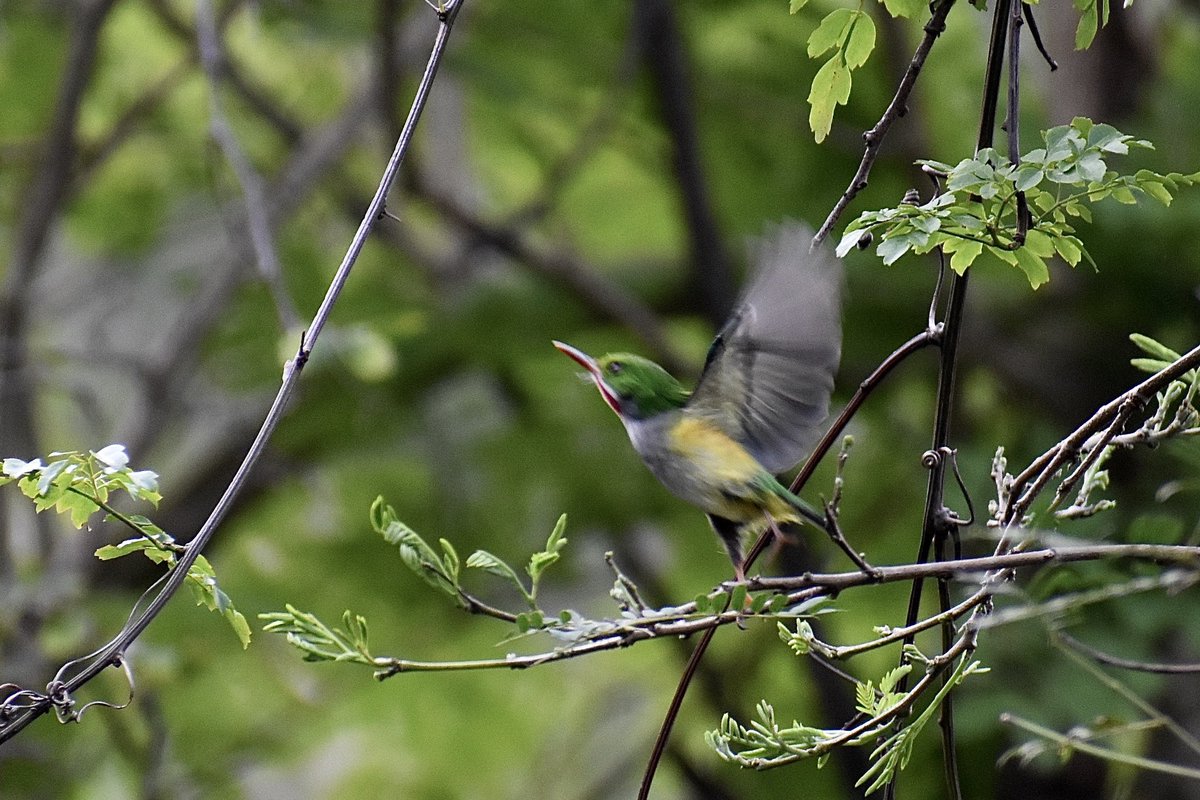 Here is one of my favorite birds and I’ll be researching it for my PhD- the Puerto Rican Tody, aka “San Pedrito.” It constructs nest burrows and has been observed to exhibit cooperative breeding, which is when an individual helps care for young that’s not their own! #PostABird