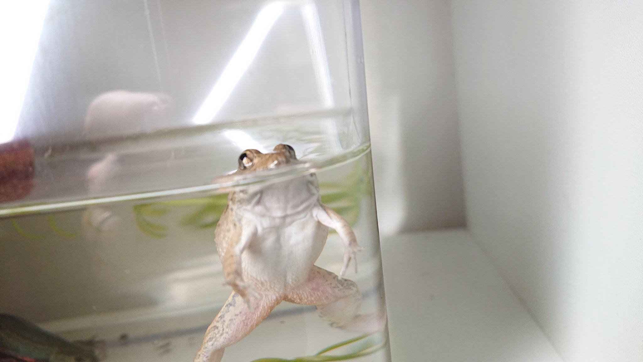 カエル　ホルマリン漬け　液体標本 ホルマリン漬け 液体標本 カエル ホルマリン漬け 液体標本