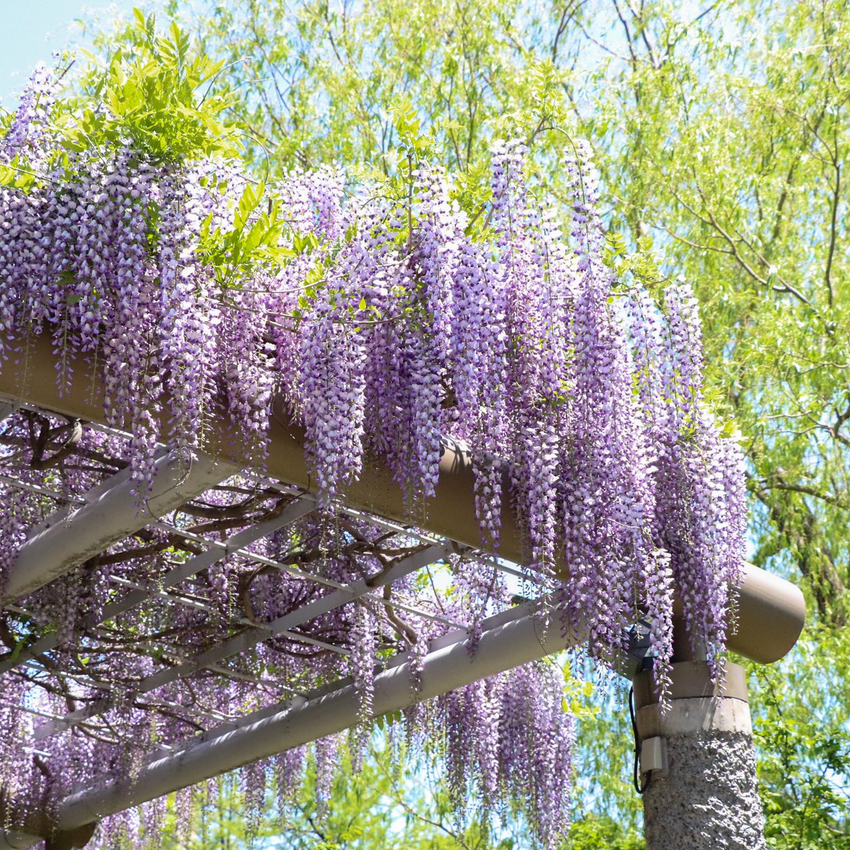 Uzivatel G M Planning ジーエムプランニング Na Twitteru 北海道にも夏がやってきた 藤の花が見頃です 札幌 中島公園 藤棚 花 初夏 風景写真 写真好きな人と繫がりたい 北海道の風景 快晴 綺麗な景色 花のある風景