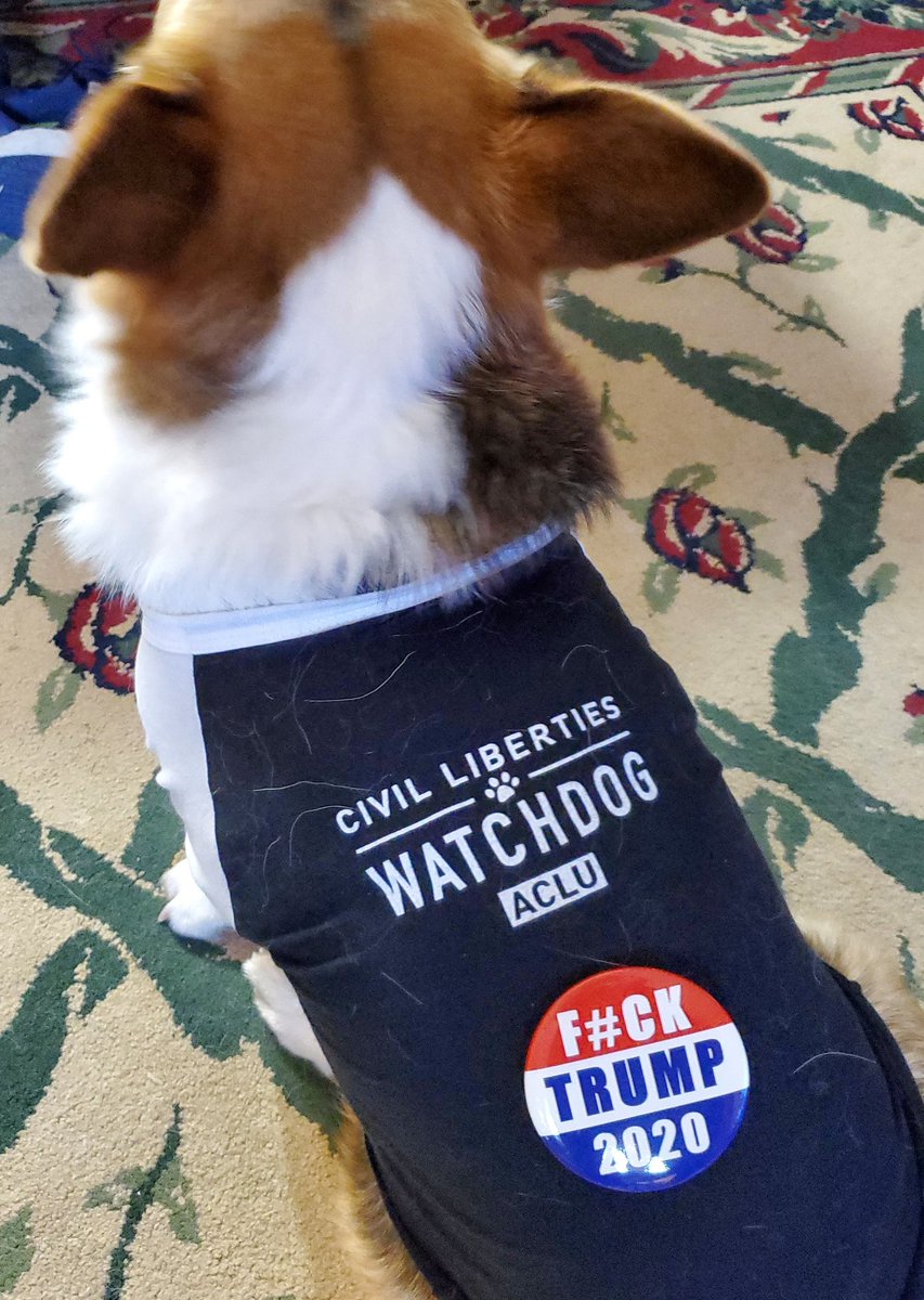 Corbyn the Corgi tweet media