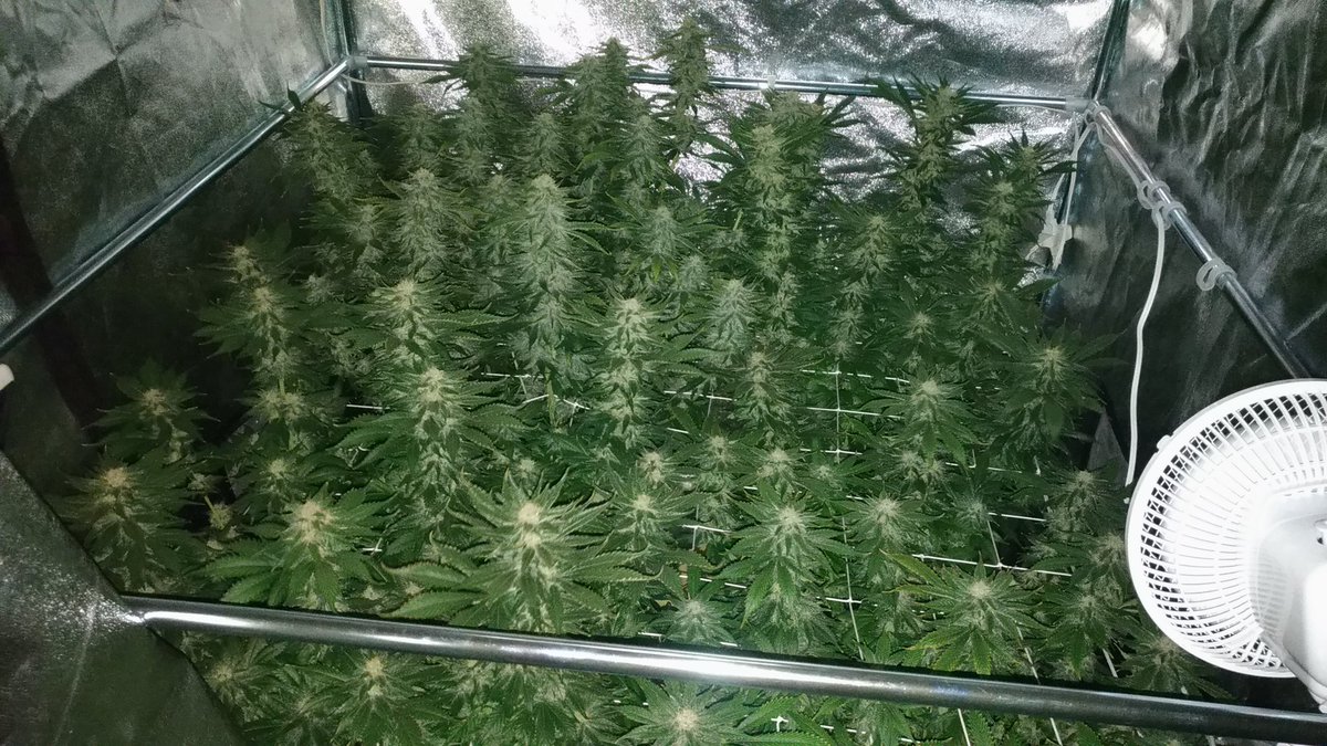 The Green Crack is coming along very well 😁
🔥
🔥
🔥
#cannabiscommunity #cannabisculture #cannabiscup #cannabissociety #cropkingseeds #growyourown #greencrack #growtent #marshydro #marshydrots1000  #remonutrients #secretjardin #soilgrown #weedporn #weedgrownindoors #4x4growtent