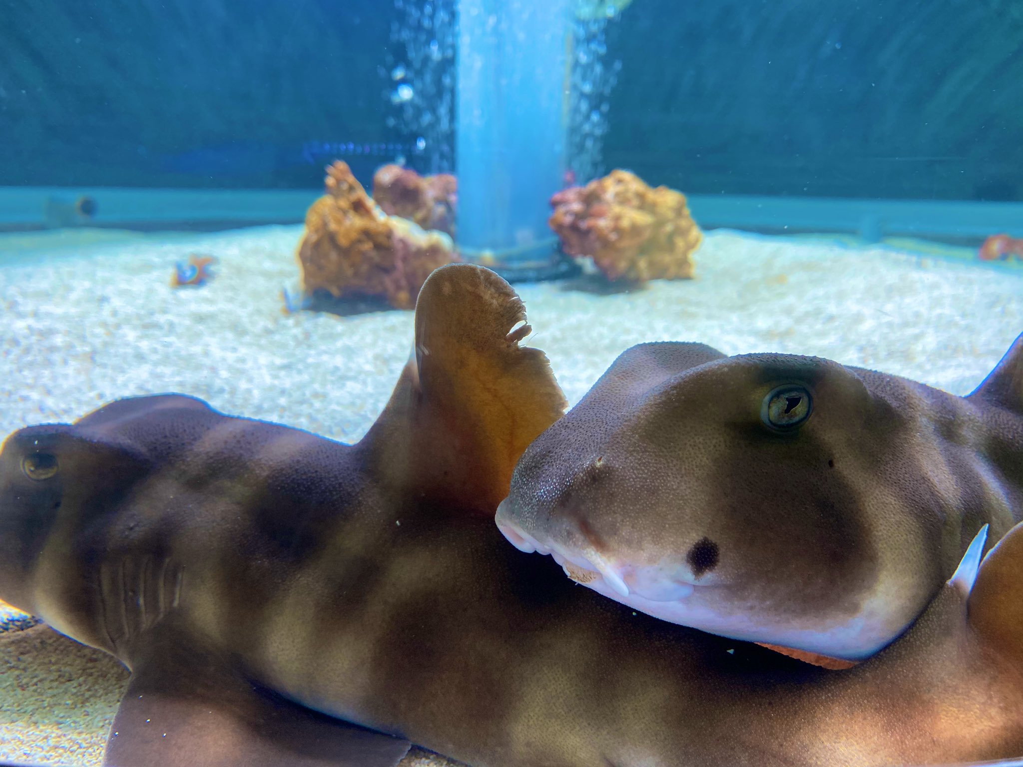 くしろ水族館ぷくぷく 公式 4周年 他人の尻尾をアゴ枕にする ネコザメのほくろちゃん 口ほくろと写真の反対側には 涙ボクロもあるので 飼育員みんなからほくろちゃんと 呼ばれてます この水槽イチの食いしん坊です ネコザメ アゴ枕 実家の犬 くしろ水族館ぷくぷく 公式 4周年 他人の尻尾をアゴ枕にする ネコザメのほくろちゃん 口ほくろと写真の反対側には 涙ボクロもあるので 飼育員みんなからほくろちゃんと 呼ばれてます この水槽イチの食いしん坊です ネコザメ アゴ枕 実家の犬