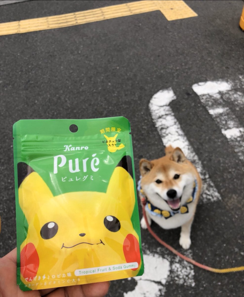 柴犬ハナ コンビニでピカチュウグミ買っちゃったー ハナちゃん自分のと勘違いしてワクワクしてたー Suzuriで作ったミニクリアケースが意外と可愛かった件 ﾁｮｯﾄ高かったけどね