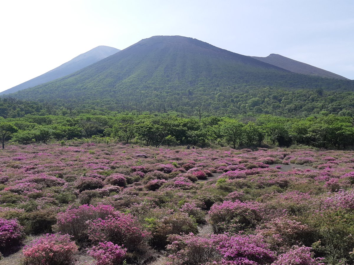 キョーヘイ On Twitter 霧島連山の鹿ヶ原 ミヤマキリシマ満開です 後方左手は高千穂の峰