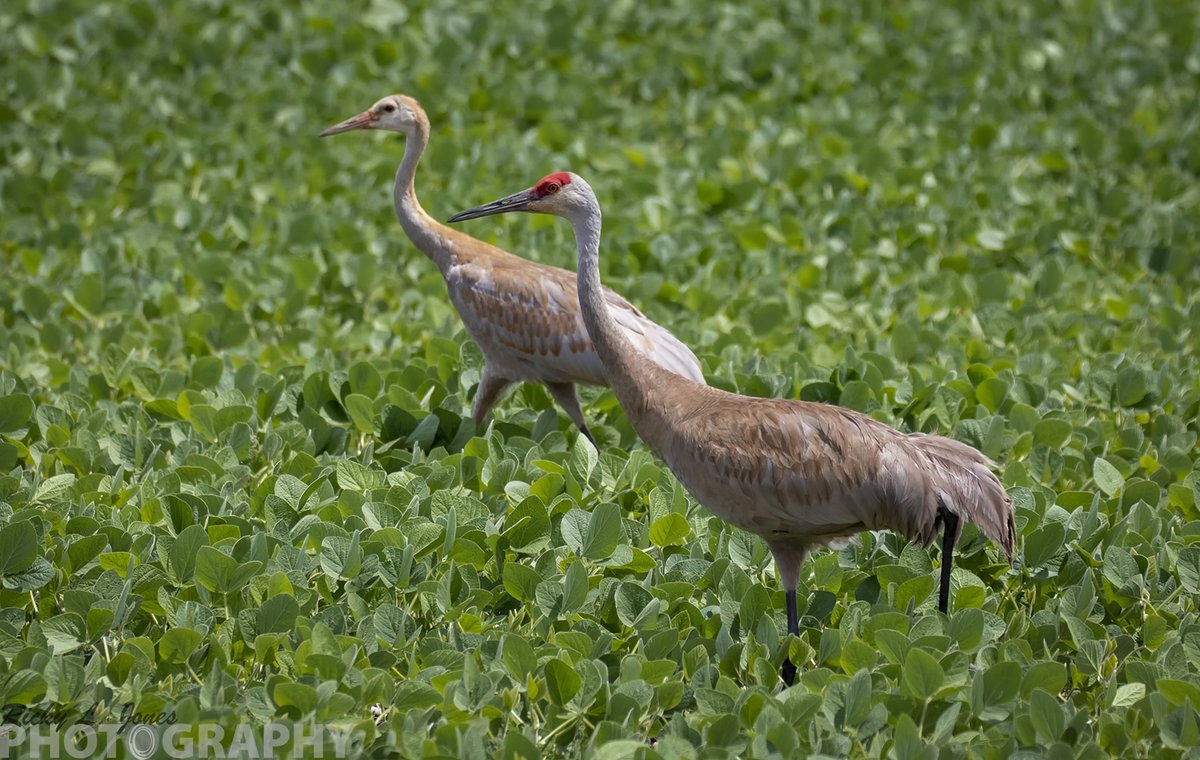 A Pair of Sandhill Cranes
 SE #Wisconsin 
For my last #PostABird of this evening, I wanted to post maybe my favorite bird species. 
Sandhills spend most of their lives in freshwater wetlands, including marshes and wet grasslands 
#BlackAFinSTEM #birding #BlackBirdersWeek #Canon