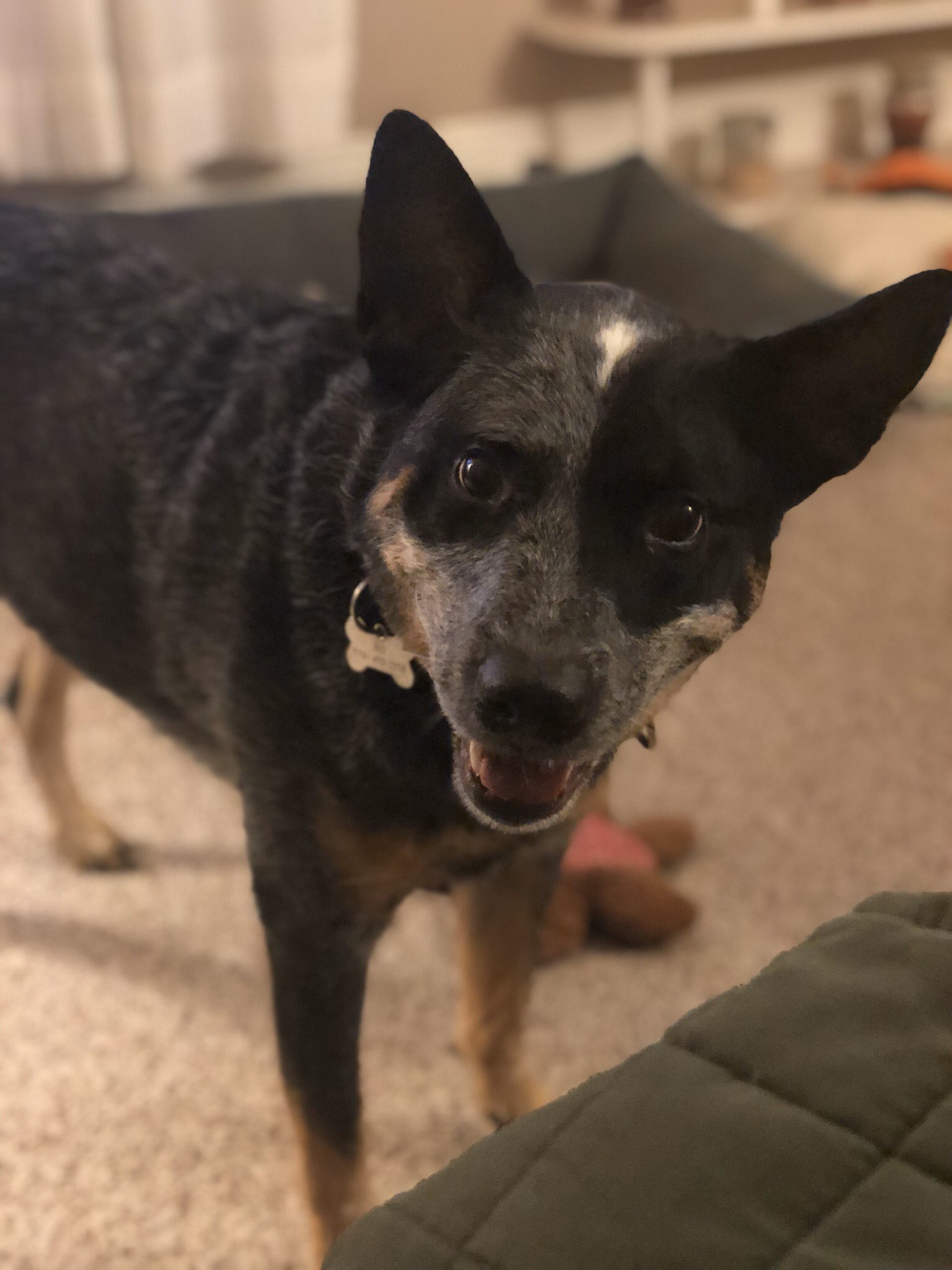 Happy Birthday from Bo! 